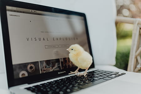 Newborn little chicken and laptop thumbnail