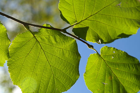 photo of green leafed plant during daytime thumbnail