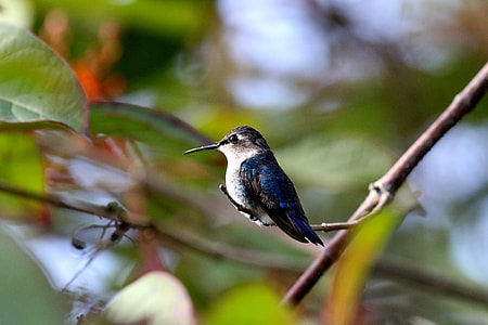 blue hummingbird on tree brand in selective focus photography thumbnail
