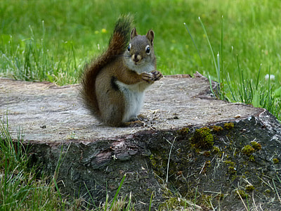 brown squirrel on brown tree stump thumbnail