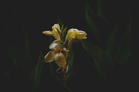 yellow-and-orange canna lilies closeup photography thumbnail
