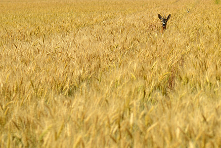 brown deer on brown high grass thumbnail