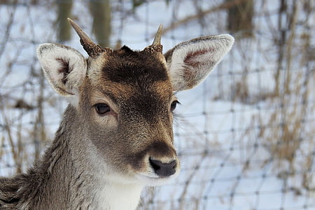 shallow focus photography of black and brown deer thumbnail