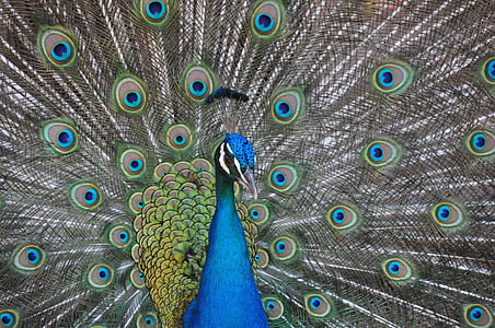 Peacock thumbnail