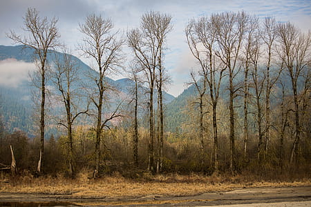 Green Leafed Trees Across Mountains thumbnail
