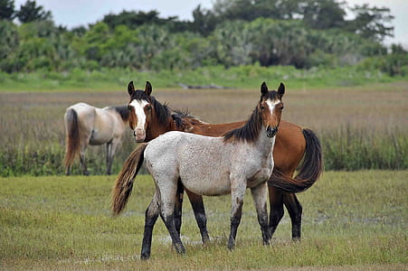 two brown horses on grass field thumbnail