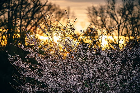 dawn, landscape, nature, flowers thumbnail