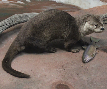 photo of gray animal beside gray fish thumbnail
