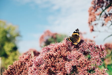 selective focus photography of Vanessa atalanta butterfly perched on pink petaled flower thumbnail