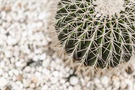 shallow focus photography of green cactus plant thumbnail