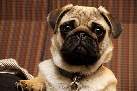 white and black pug thumbnail