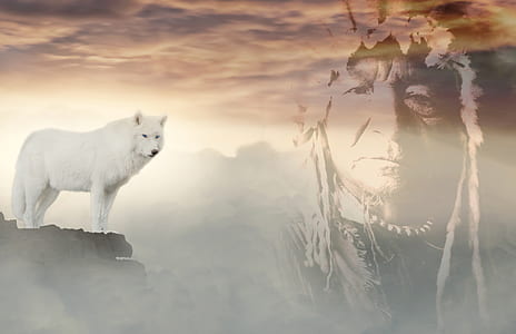 white wolf on cliff thumbnail