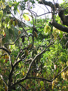 cacao tree thumbnail
