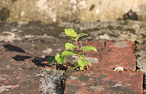 green mint plant on brick thumbnail