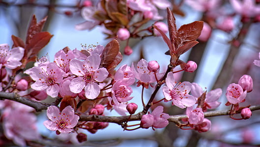pink cherry blossoms closeup photo thumbnail