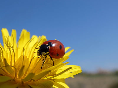 red and black ladybird on yellow daisy thumbnail