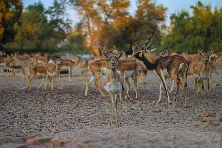 Brown Deer thumbnail
