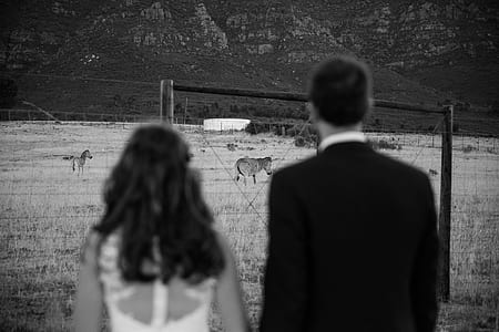 man and woman watching zebras thumbnail