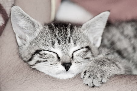 short-coated white and grey cat thumbnail