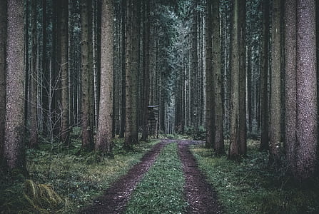 road beside tree during daytime thumbnail