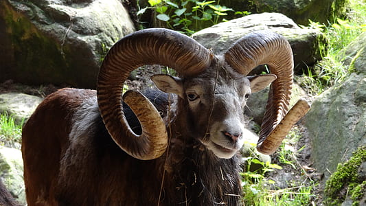 brown ram beside gray stones thumbnail