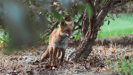 brown fox under green leafed tree in tilt shift photography thumbnail