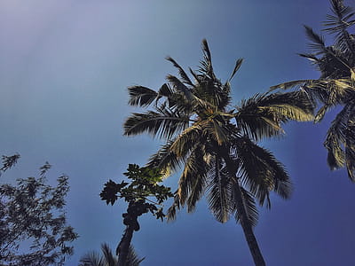Green Coconut and Papaya Trees Under Blue Sky thumbnail