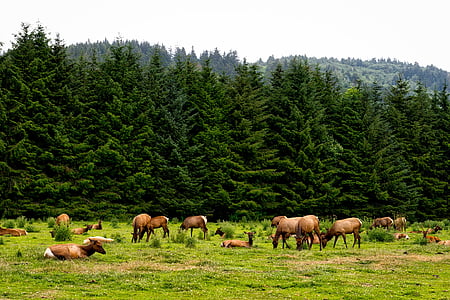 brown animals on green fields thumbnail