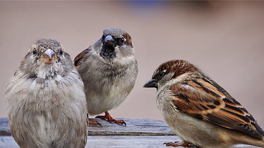 three brown small-beaked birds thumbnail