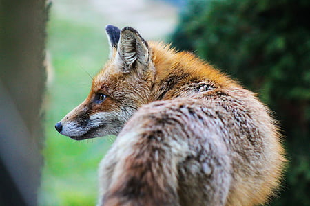 selective photo of red fox thumbnail