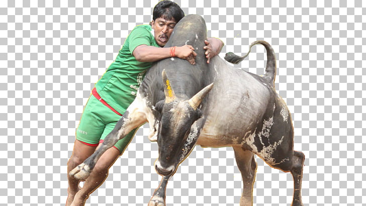 Thai Pongal 2017 pro-jallikattu protests Tamils Tamil Nadu, Jallikattu PNG clipart
