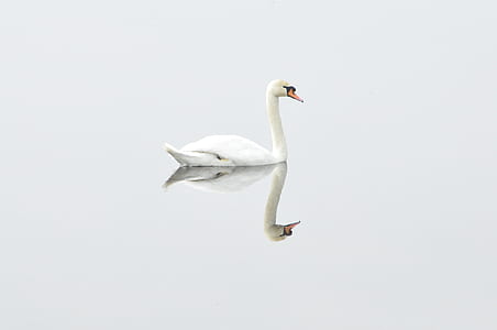 Reflection of Swan on Body of Water thumbnail