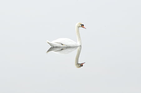white swan on body of water thumbnail