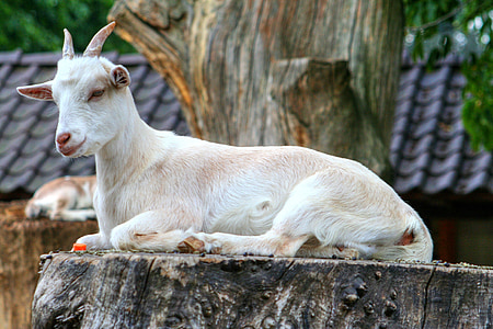 goat on tree trunk thumbnail