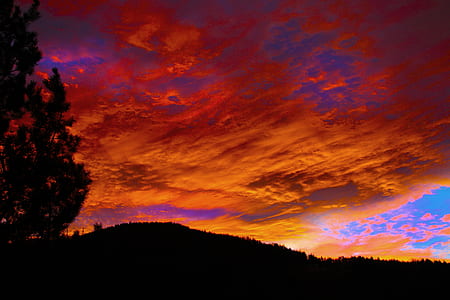Silhouette of Forest during Golden Hour thumbnail