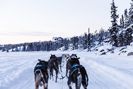 photo of dogs running on ice glacier thumbnail