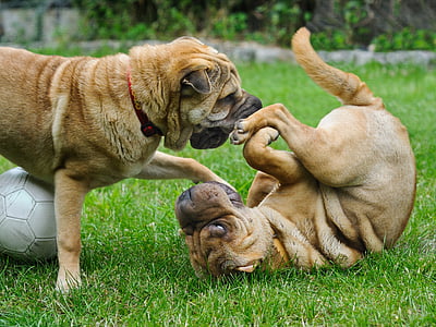 two Chinese shar pei playing on grass field thumbnail