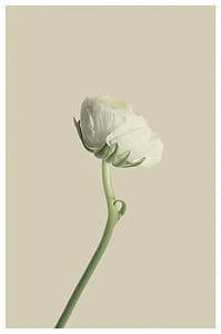 selective focus photo of white ranunculus flower thumbnail