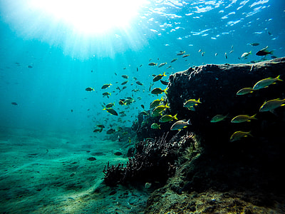 photo of school of fishes thumbnail