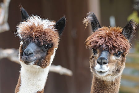 two brown llama thumbnail