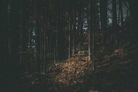 stand of trees during daytime thumbnail