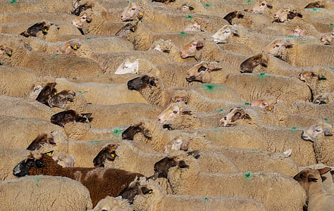 herd of brown sheeps thumbnail