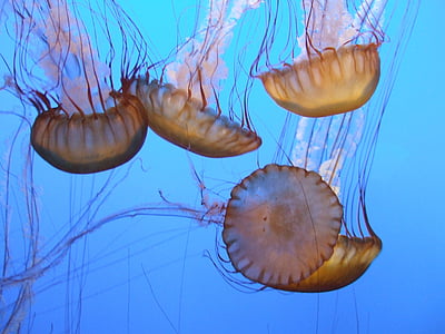 four brown jellyfishes thumbnail