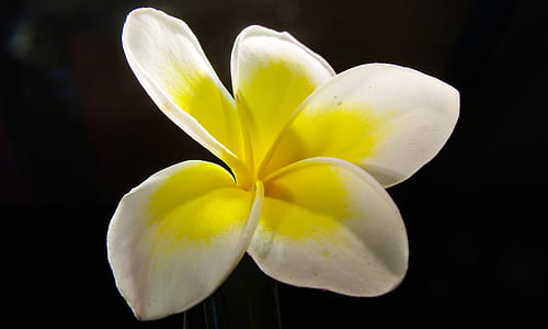 macro photography of white and yellow plumeria flower thumbnail