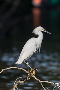 closeup photo of white bird on tree branch thumbnail