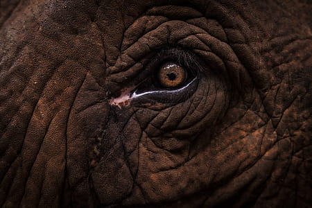 Elephant Eye thumbnail