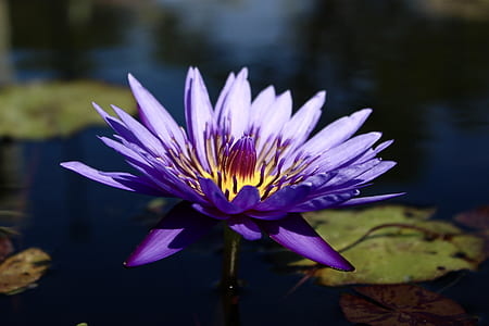 closeup photo of purple lotus flower floating on water thumbnail