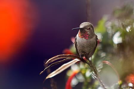brown hummingbird on plant thumbnail