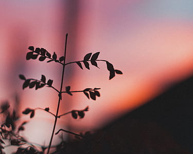focus photography of leaf thumbnail