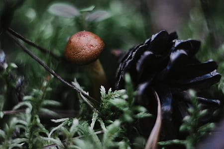 selective focus photography of black pine cone thumbnail